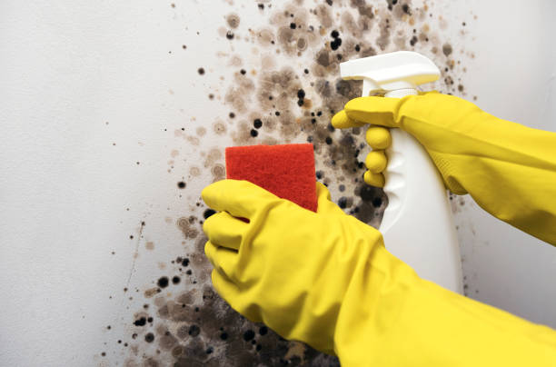 Best DIY Mold Remediation Support Services in Douglas, GA
