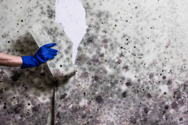 Best Black Mold Remediation in Douglas, GA
